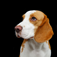 Image showing beautiful beagle dog