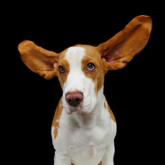 Image showing beautiful beagle dog