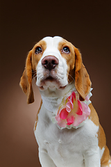 Image showing beautiful beagle dog with flower