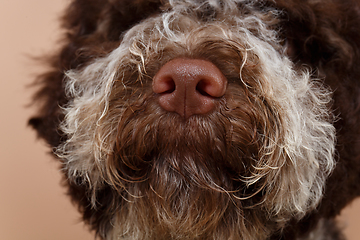 Image showing beautiful brown fluffy puppy