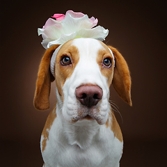 Image showing beautiful beagle dog with flower
