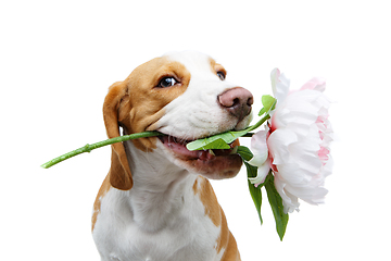 Image showing beautiful beagle dog with flower