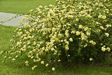 Image showing Flowing Yellow shrub