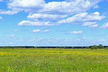 Image showing summer with field of grass and blue sky