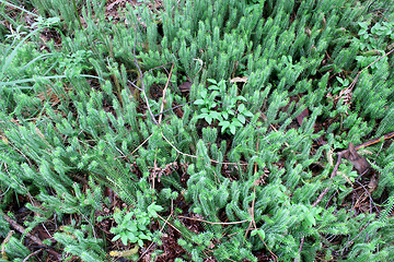 Image showing brushwood of Hypnum cupressiforme in the forest