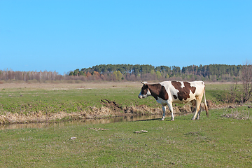 Image showing cows on the farm pasture