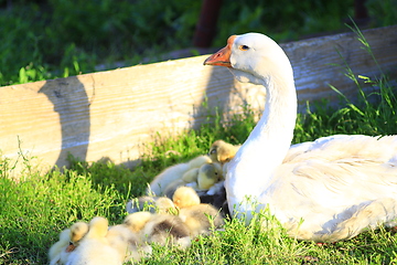 Image showing goslings with goose