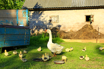 Image showing goslings with goose on the grass of yard