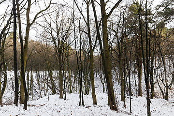 Image showing Tree branches in the snow