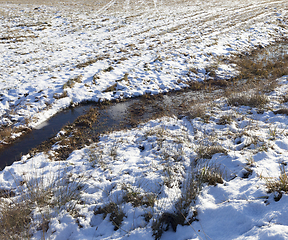 Image showing Grass under the snow