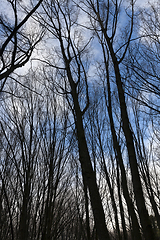 Image showing Maple forest in autumn