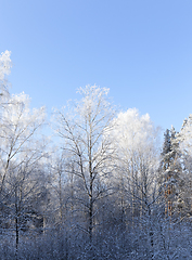 Image showing Frost in the trees