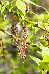 Image showing maple blossom