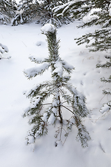 Image showing Forest in winter