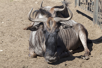 Image showing Antilopa in zoo