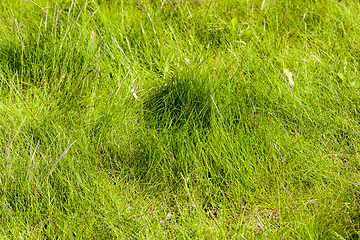 Image showing green grass