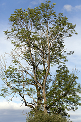 Image showing Top of a tree, close-up