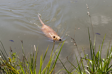 Image showing Water in the lake