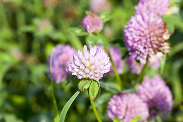 Image showing Red clover, field