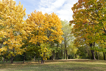 Image showing yellowed maple trees in autumn