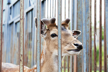 Image showing Animals in the zoo