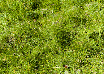 Image showing Green grass, close-up