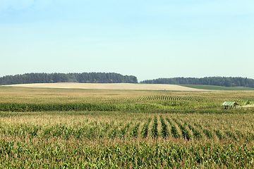 Image showing Corn field, forest and sky