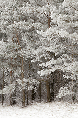 Image showing Needles in the frost