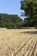 Image showing harvesting barley