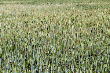 Image showing Field with cereal