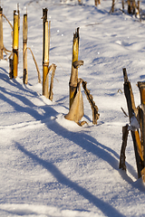 Image showing Snow drifts in winter