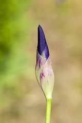 Image showing Single iris