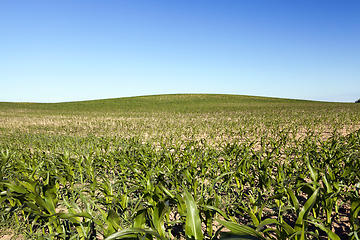 Image showing Field of green corn