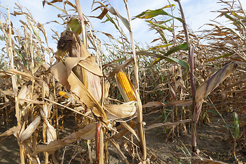 Image showing Ripe corn in the field