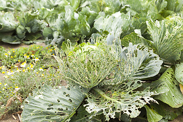 Image showing An agricultural field with a crop