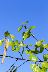 Image showing Young leaves of birch