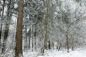 Image showing Winter trees, close-up