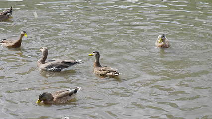 Image showing Ducks on walk floating in the pond water. UltraHD stock footage