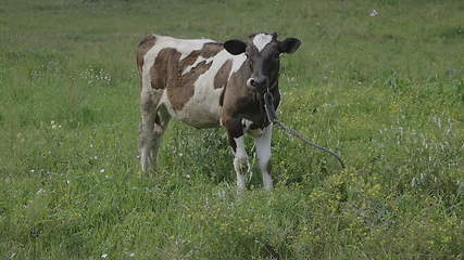 Image showing Young bull-calve grazes on the green field