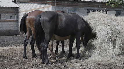 Image showing Herd of horses on a farm near a haystack