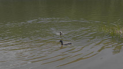 Image showing Ducks on walk floating in the pond water.