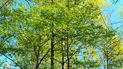 Image showing European mixed forest. Tops of the trees. Looking up to the canopy.