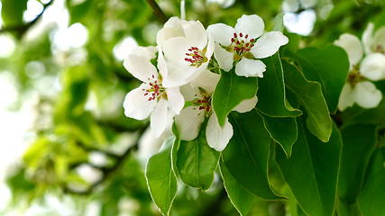 Image showing Garden with blossoming apple trees in spring.