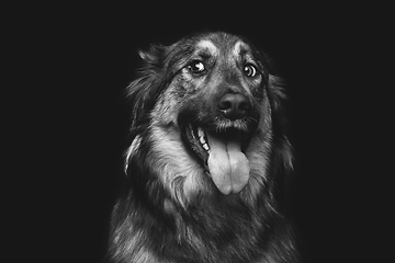 Image showing beautiful dog isolated on black