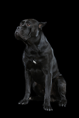 Image showing beautiful cane corso dog