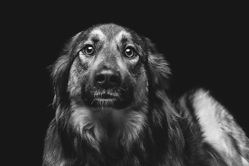 Image showing beautiful dog isolated on black