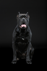 Image showing beautiful cane corso dog