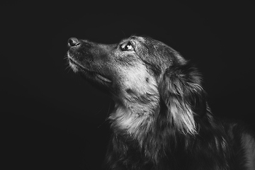 Image showing beautiful dog isolated on black