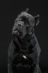 Image showing beautiful cane corso dog