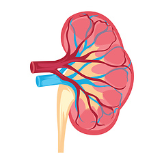 Image showing Anatomy design of human kidney vector illustration on white back